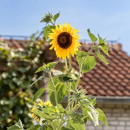 Sweet Dreams شقة سوتيفان