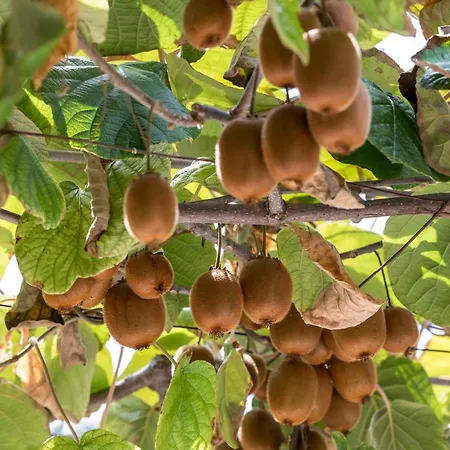 Sweet Dreams * سوتيفان