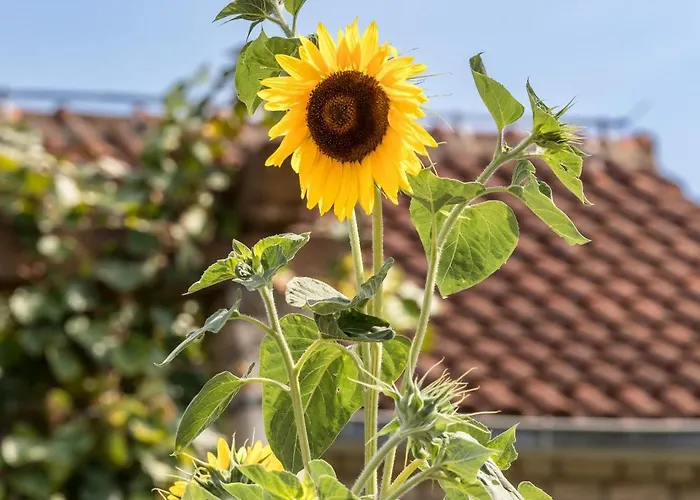 Sweet Dreams Apartmán Sutivan