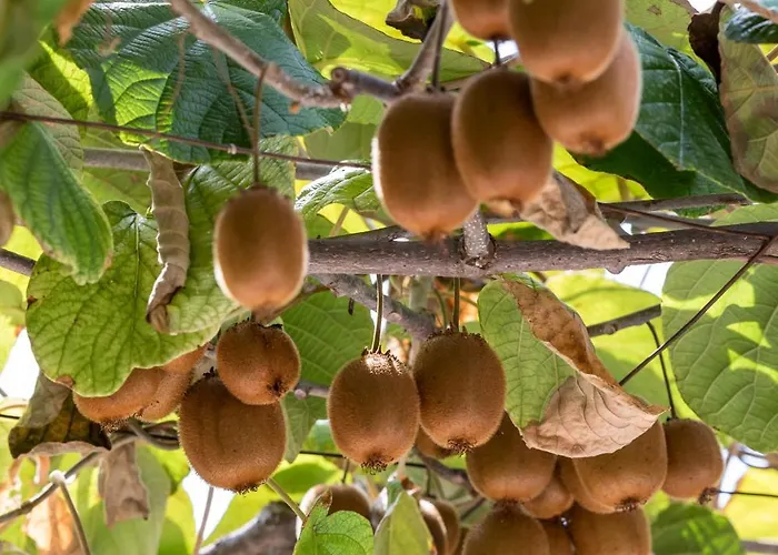 Sweet Dreams * Sutivan