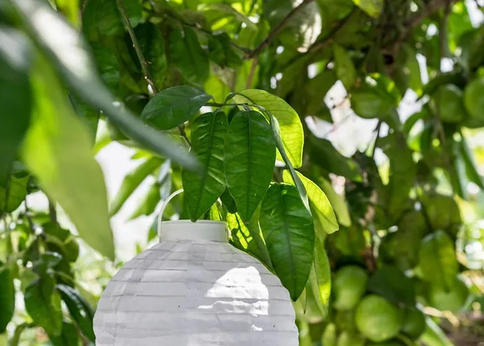 Sweet Dreams Apartmán